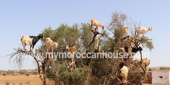 Why Do Moroccan Goats Climb Trees?